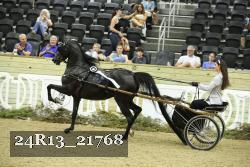 24R13_21768 thumbnail