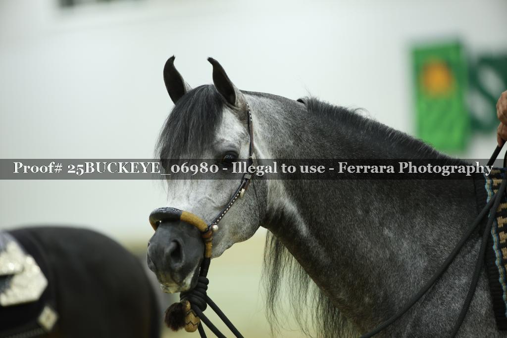 Proof Number 25BUCKEYE_06980