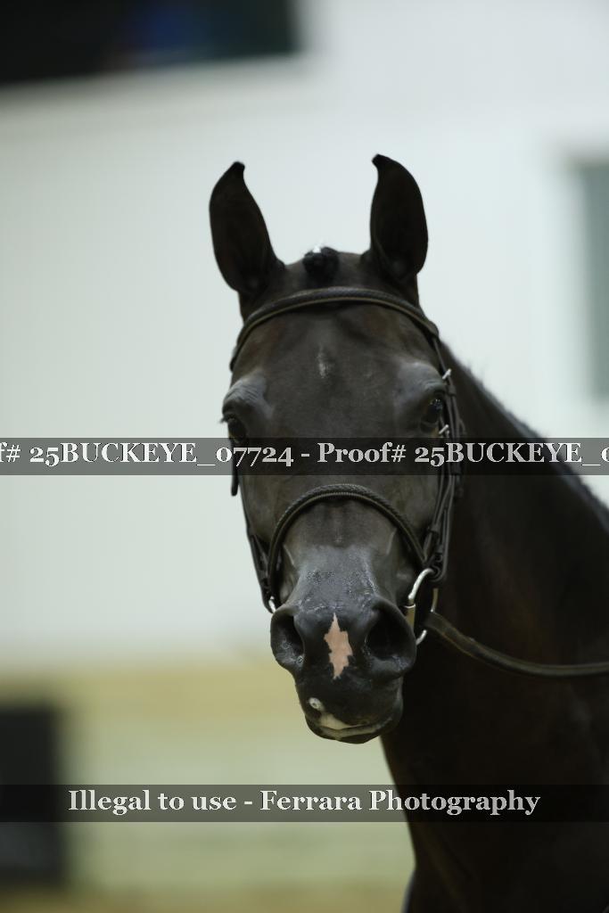 Proof Number 25BUCKEYE_07724