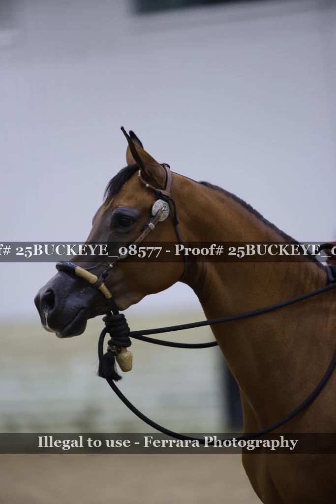 Proof Number 25BUCKEYE_08577