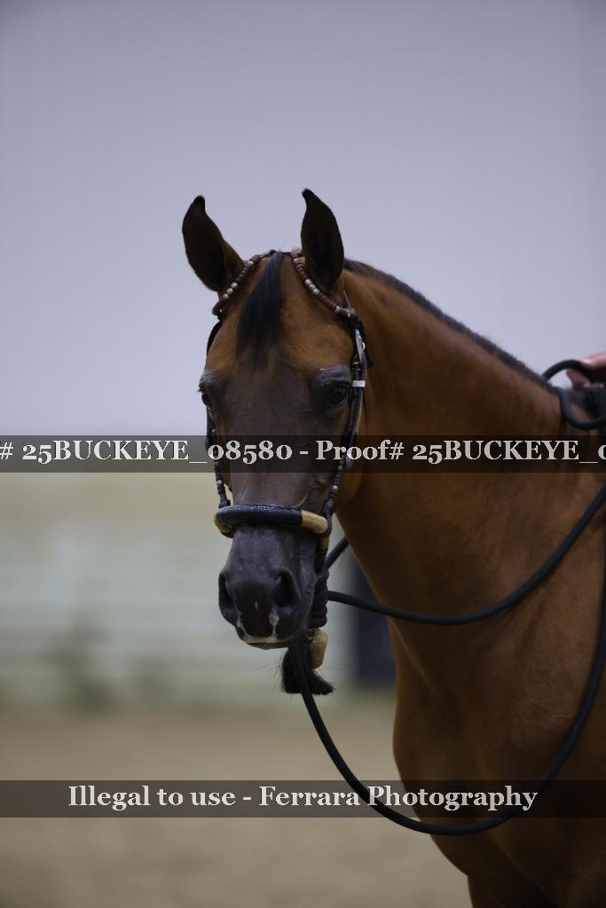 Proof Number 25BUCKEYE_08580
