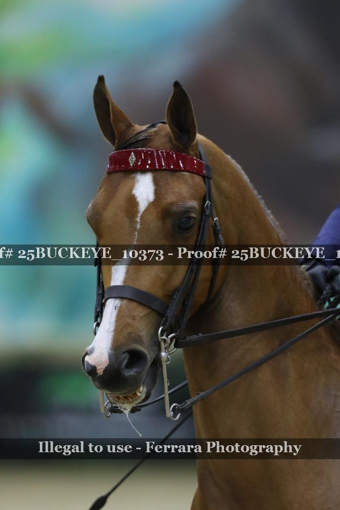 Proof Number 25BUCKEYE_10373