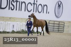 25R13_00001 thumbnail