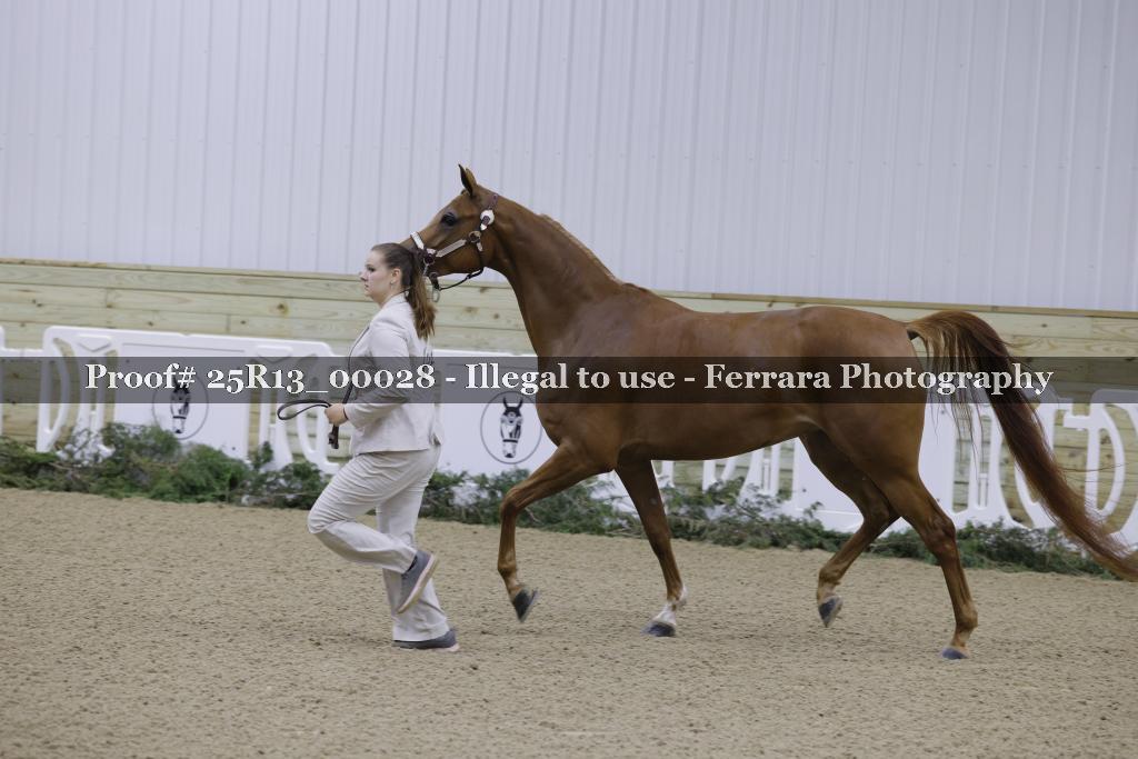 Proof Number 25R13_00028
