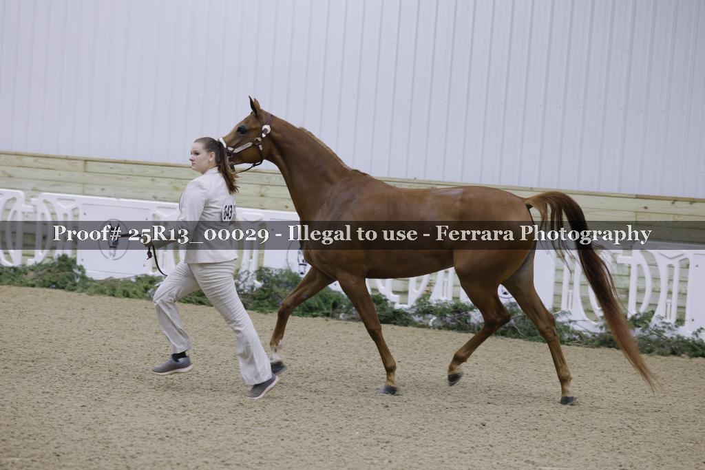 Proof Number 25R13_00029