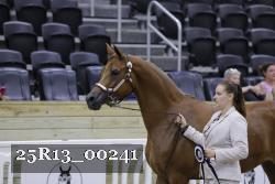 25R13_00241 thumbnail