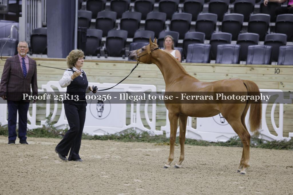 Proof Number 25R13_00256
