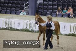 25R13_00258 thumbnail