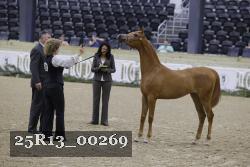 25R13_00269 thumbnail