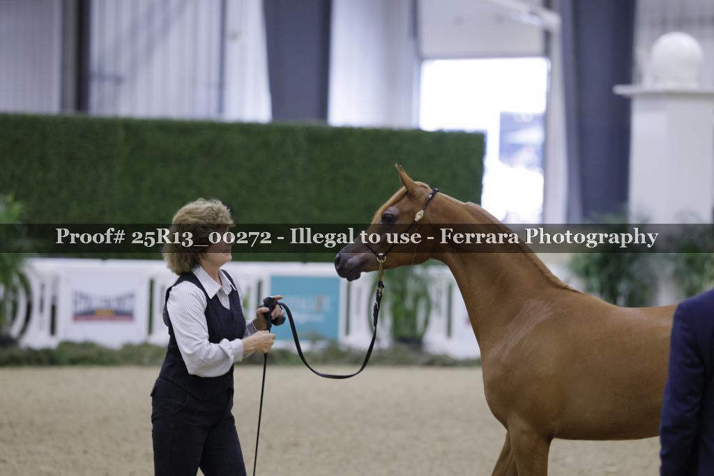 Proof Number 25R13_00272