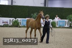 25R13_00275 thumbnail