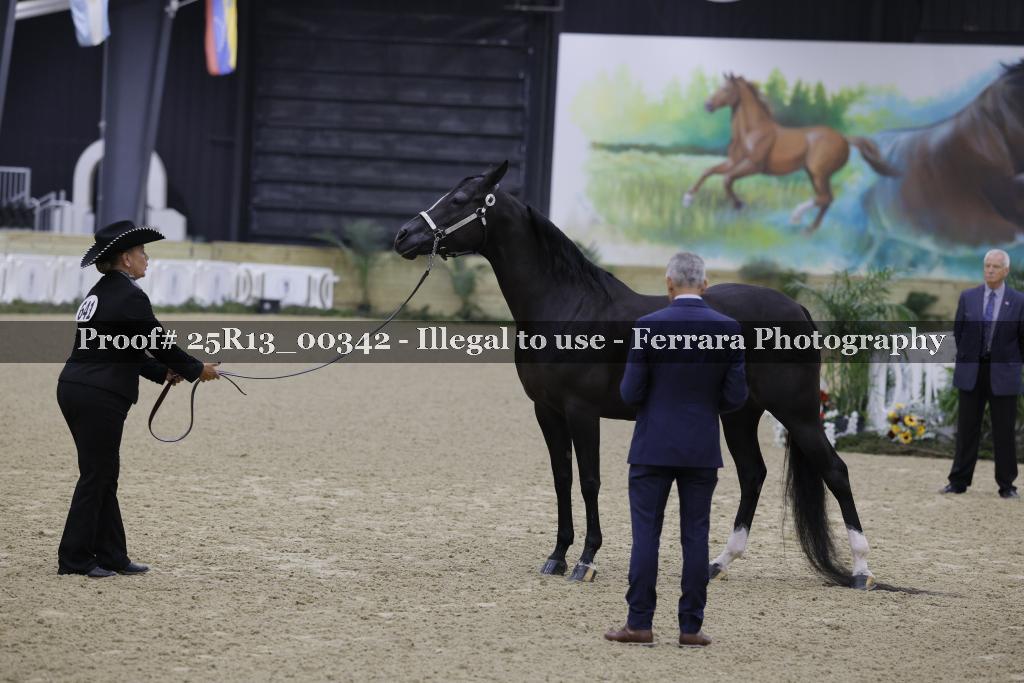 Proof Number 25R13_00342