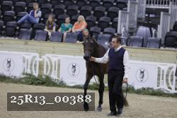 25R13_00388 thumbnail