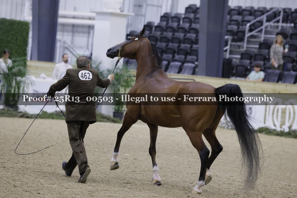 Proof Number 25R13_00503