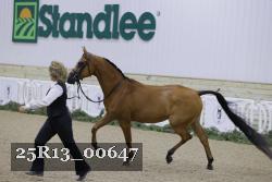 25R13_00647 thumbnail