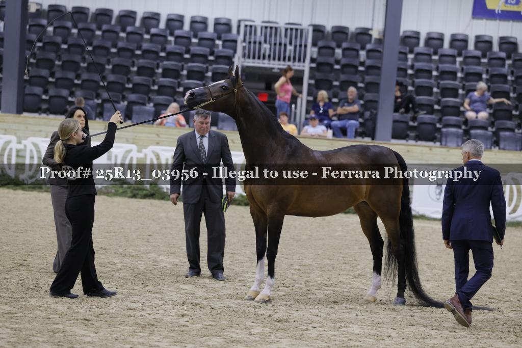 Proof Number 25R13_03956