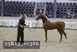 25R13_01386 thumbnail