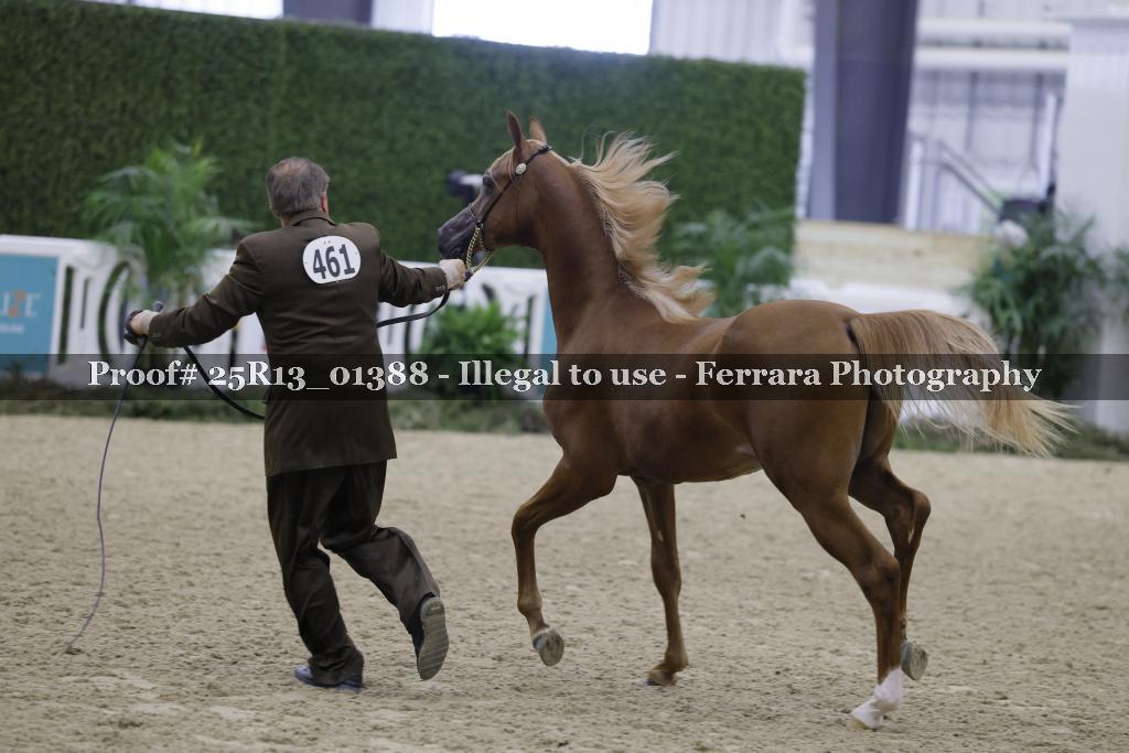 Proof Number 25R13_01388