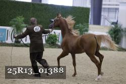 25R13_01388 thumbnail