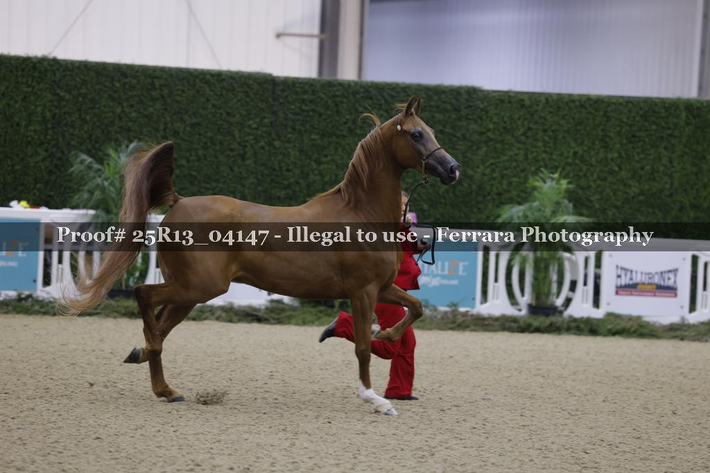 Proof Number 25R13_04147