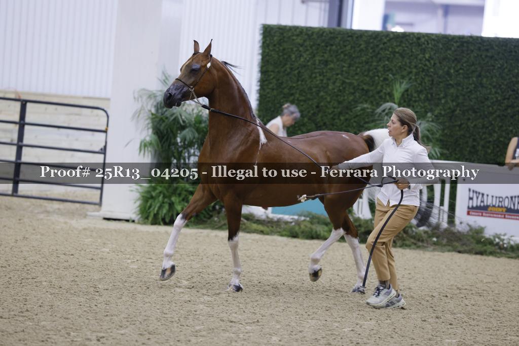 Proof Number 25R13_04205