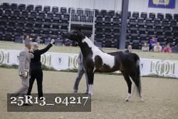 25R13_04217 thumbnail