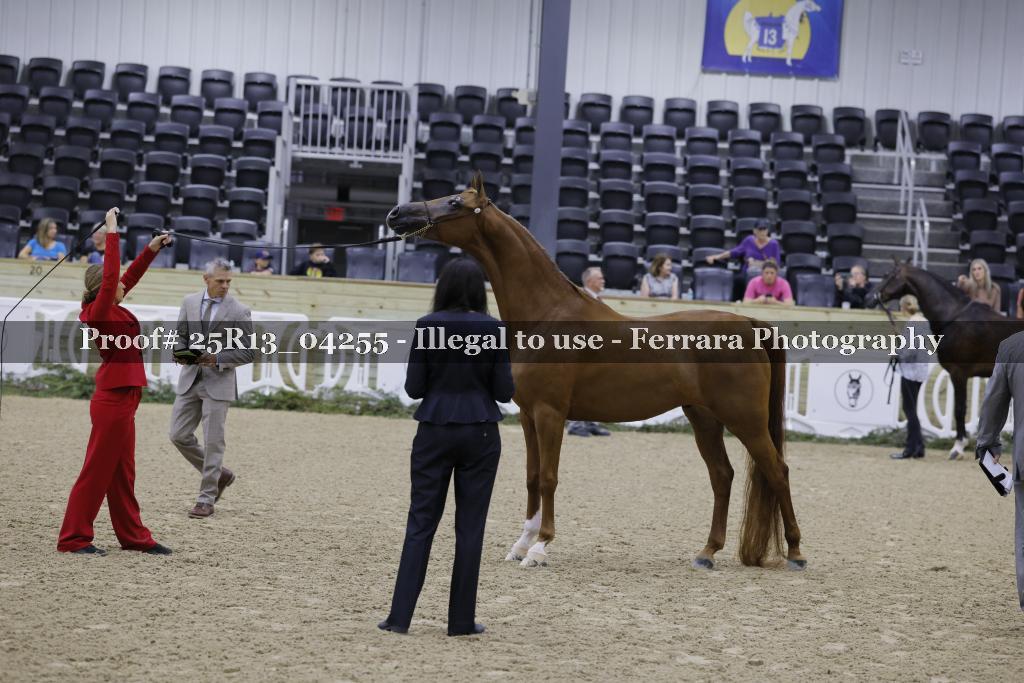 Proof Number 25R13_04255