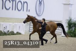 25R13_04310 thumbnail
