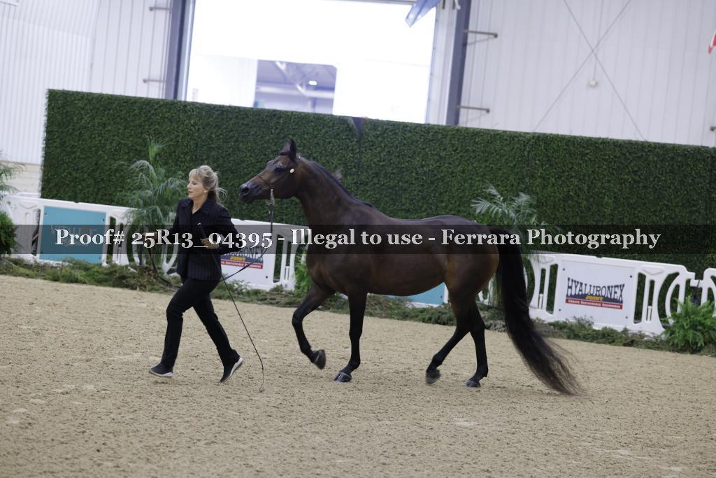 Proof Number 25R13_04395