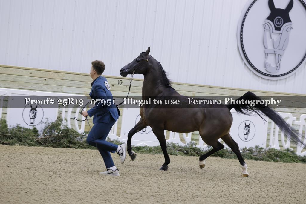Proof Number 25R13_07951