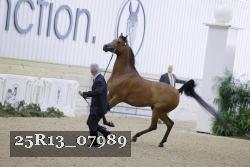 25R13_07989 thumbnail