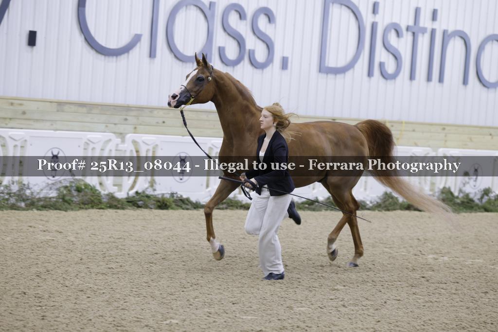 Proof Number 25R13_08044