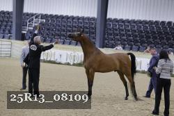 25R13_08109 thumbnail