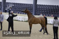 25R13_08110 thumbnail