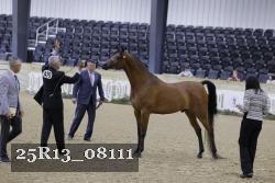 25R13_08111 thumbnail