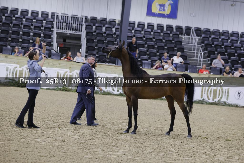 Proof Number 25R13_08175