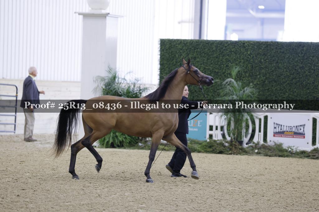 Proof Number 25R13_08436