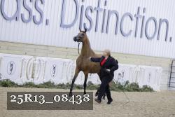 25R13_08438 thumbnail