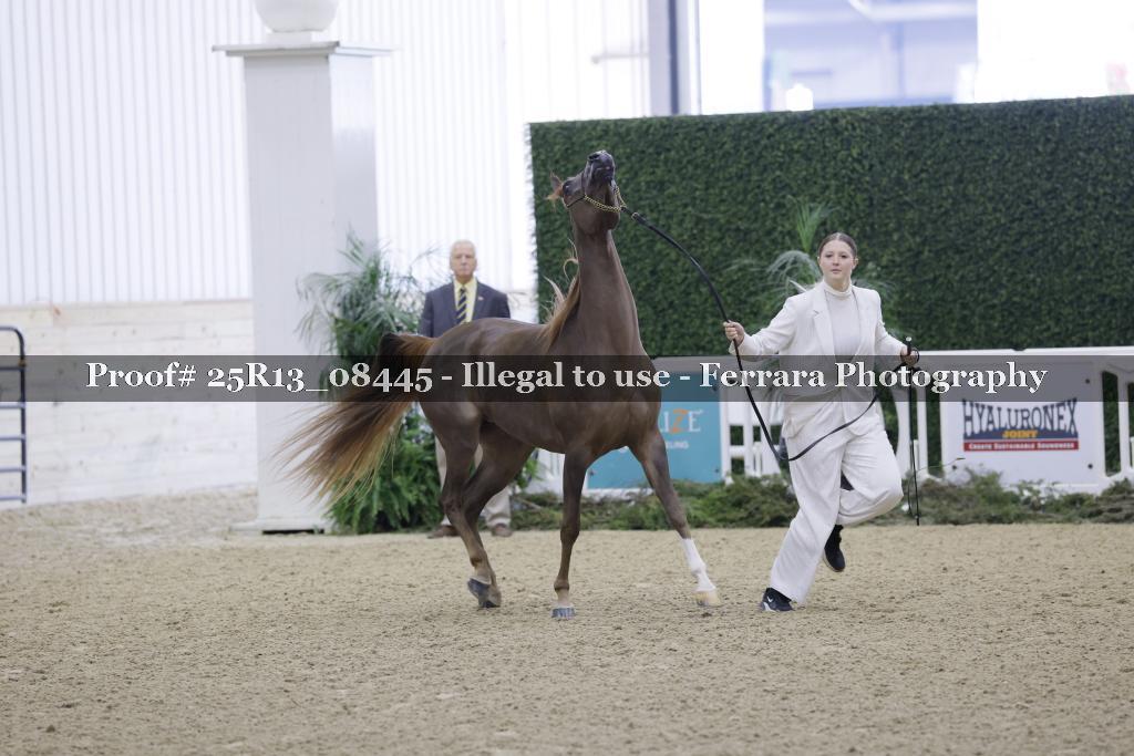Proof Number 25R13_08445