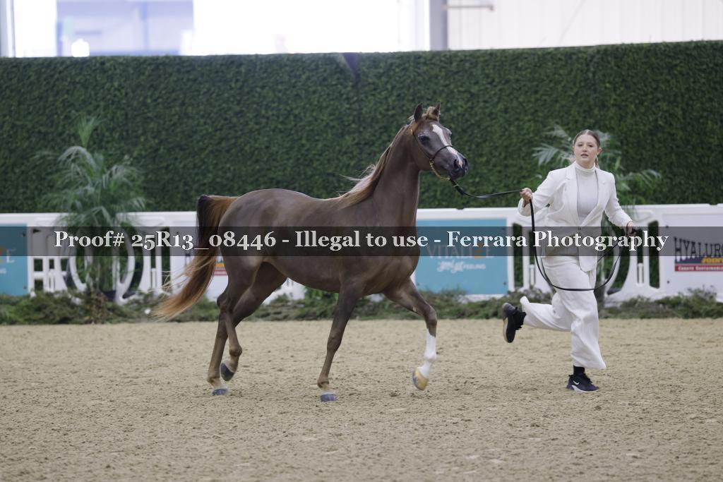 Proof Number 25R13_08446