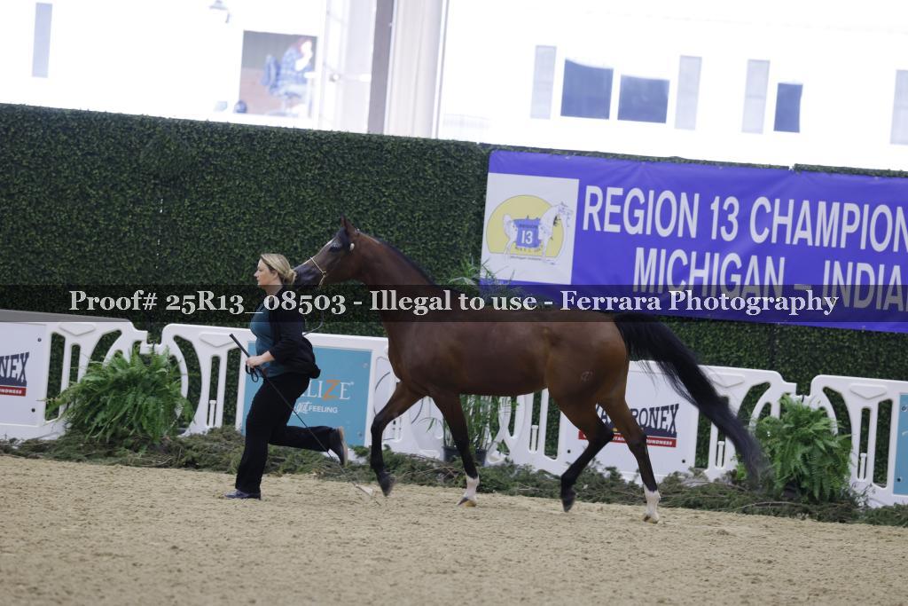 Proof Number 25R13_08503