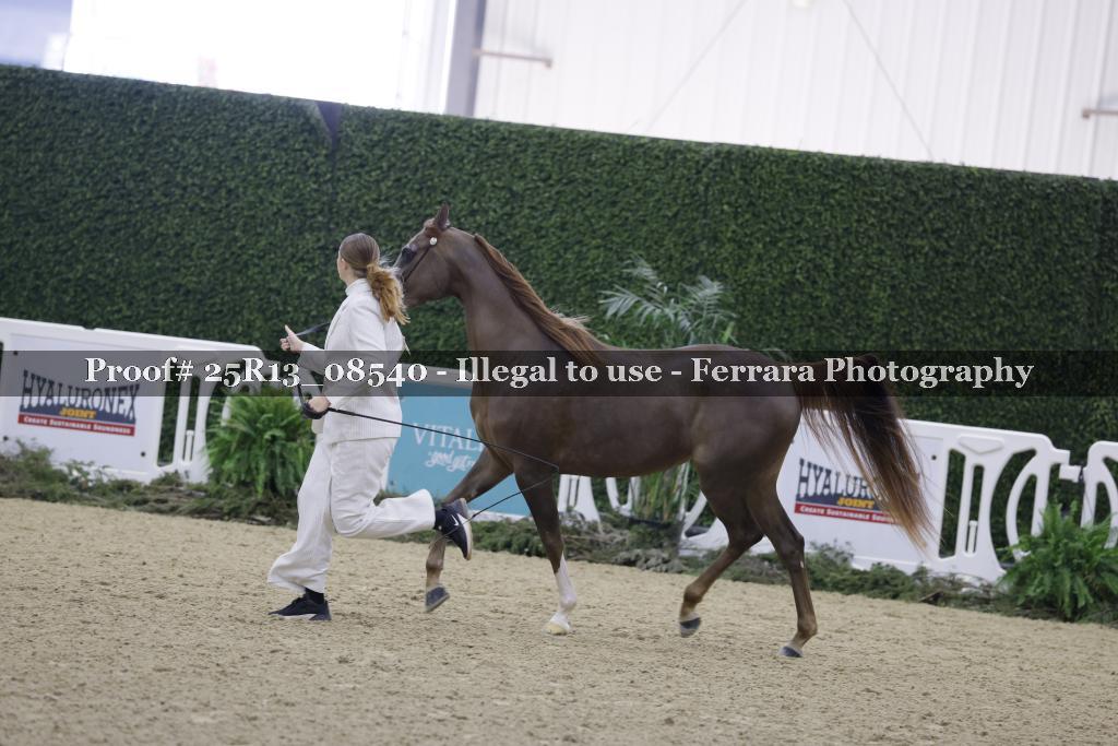 Proof Number 25R13_08540