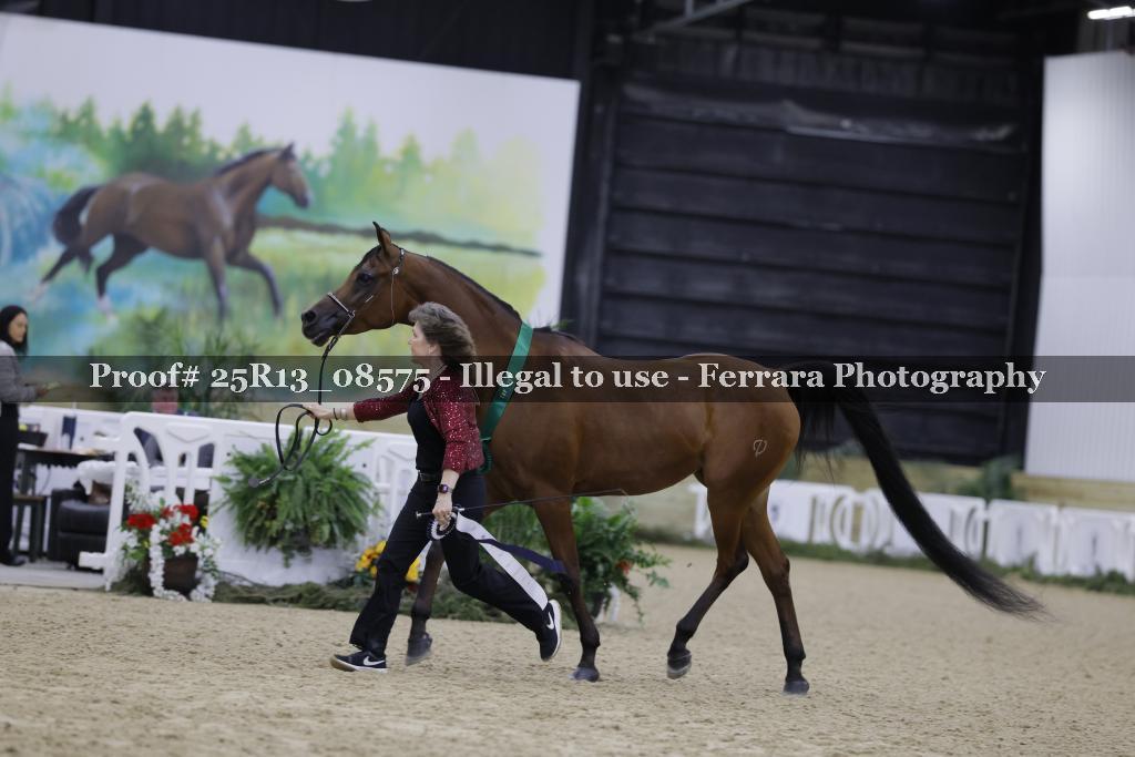 Proof Number 25R13_08575