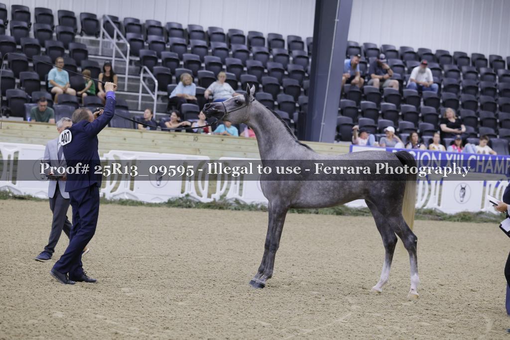 Proof Number 25R13_09595
