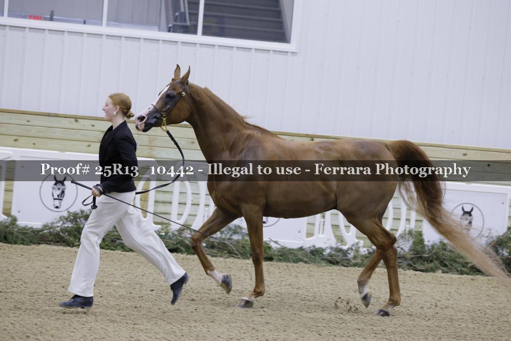 Proof Number 25R13_10442