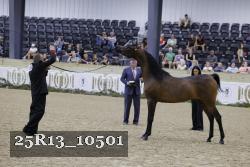 25R13_10501 thumbnail