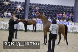 25R13_10786 thumbnail