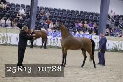 25R13_10788 thumbnail