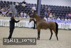 25R13_10793 thumbnail