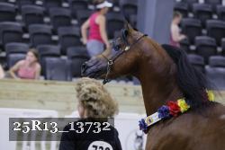 25R13_13732 thumbnail